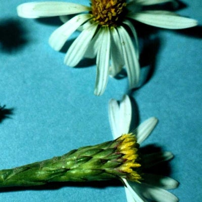 Symphyotrichum tenuifolium tenuifolium hds