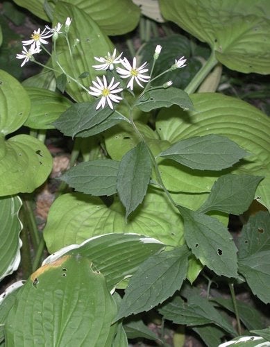 Aster ageratoides subsp. ovatus