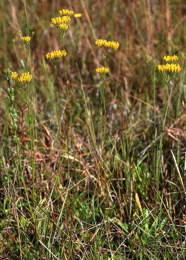 Bigelowia nudata S 9756 Onslow Co NC
