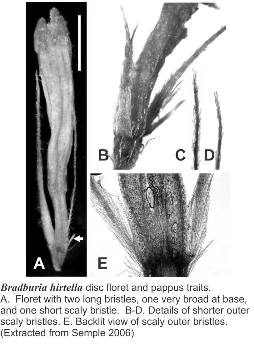 Bradburia hirtella disc floret pappus