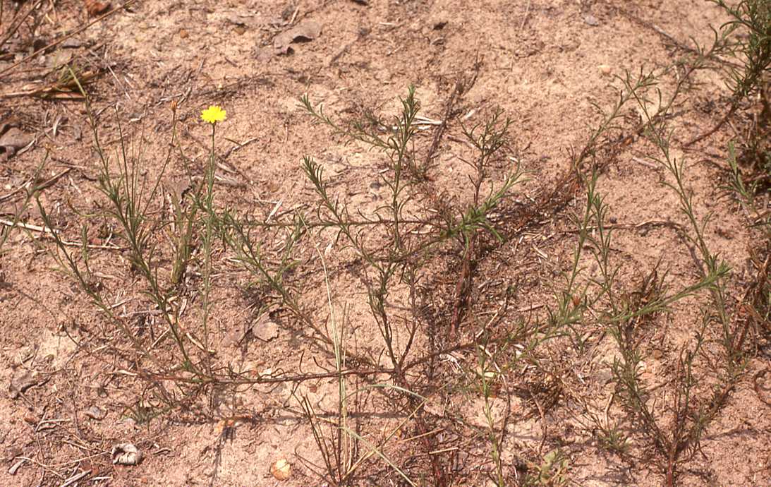 Bradburia hirtella,mid size plant, Fayette Co., Texas
