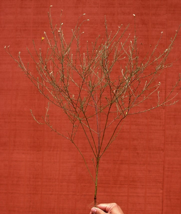 Bradburia hirtella, large plant, Fayette Co., Texas