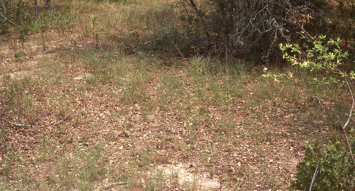 Bradburia hirtella, habitat, Fayette Co., Texas