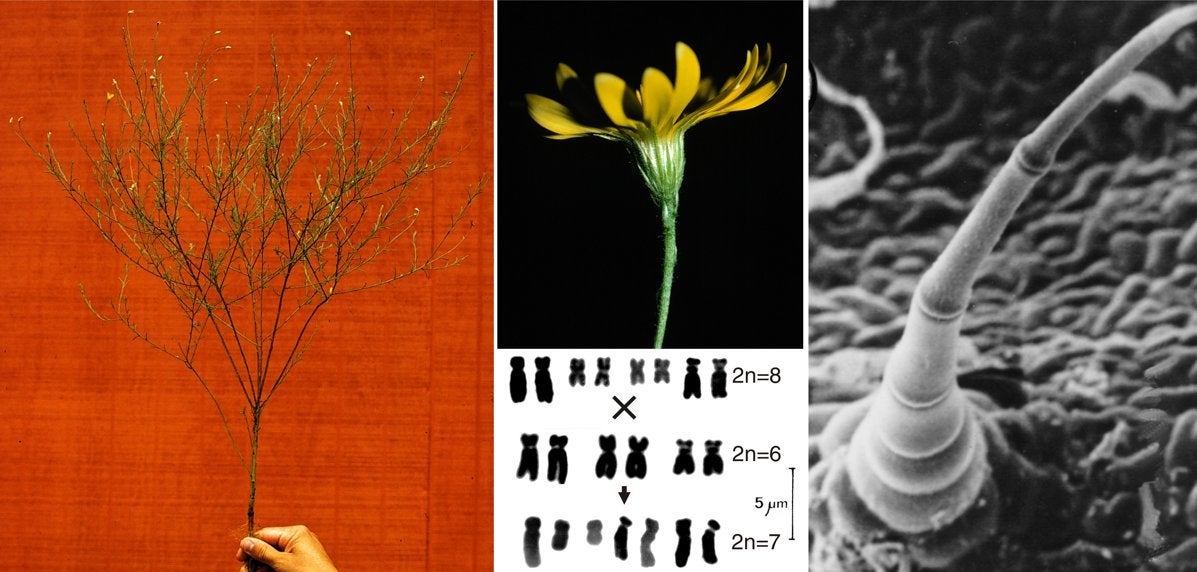 habit posed against barn; flowering head; SEM of leaf hair cell