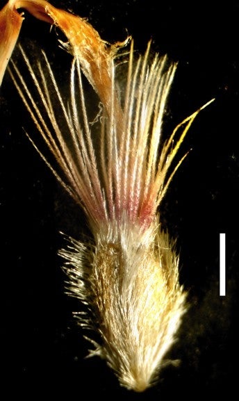 Bradburia hirtella ray fruit