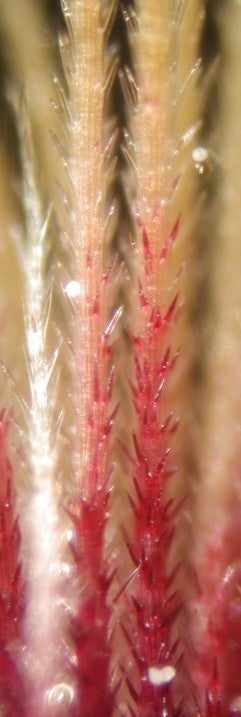 Bradburia hirtella ray fruit bristles