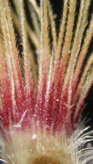 Bradburia hirtella ray fruit pappus