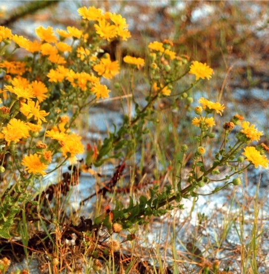 Habit, coastal dunes, Florida. Bay Co.