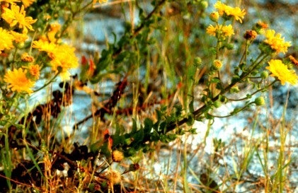 Inflorescence, coastal dunes, Florida. Bay Co.