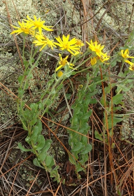 Habit, North Carolina. New Hanover Co.