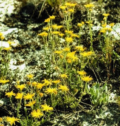 Habit, North Carolina. Moore Co.