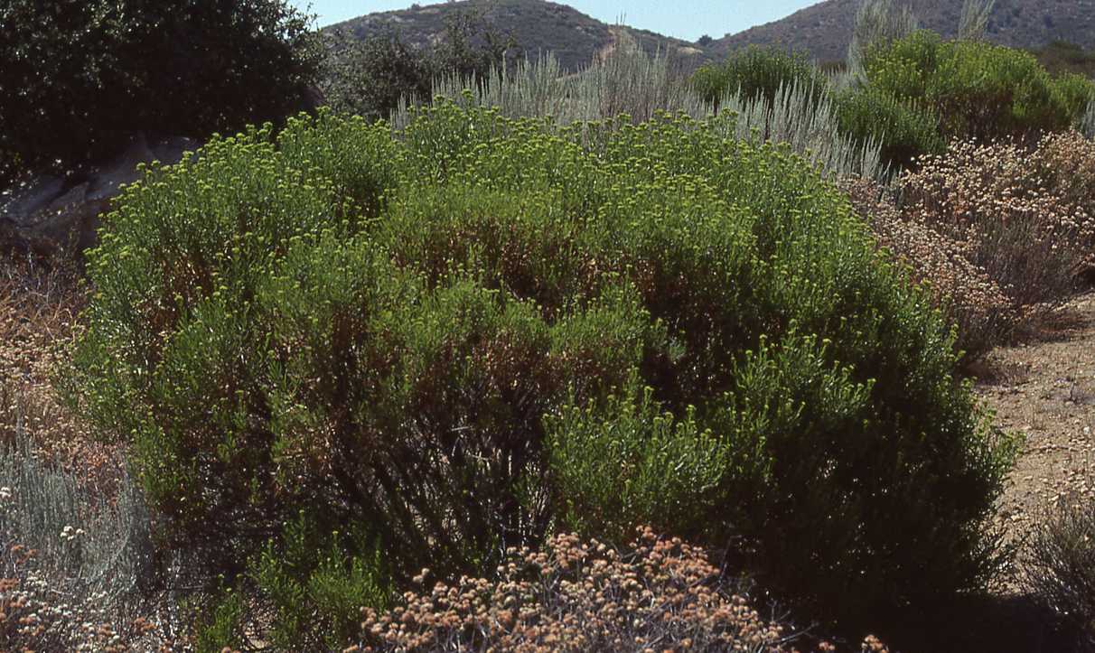  Ericameria arborescens 5578 CA