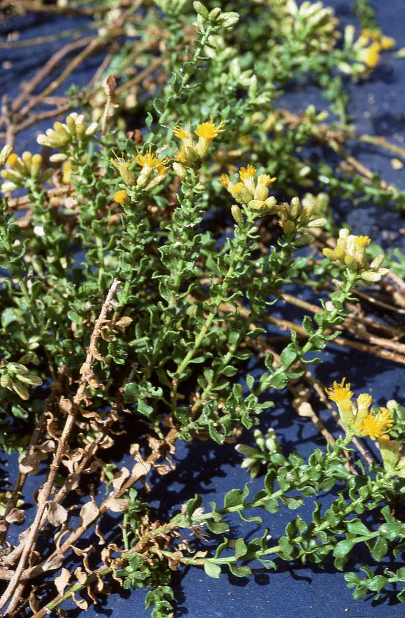  Ericameria cuneata 8667 CA