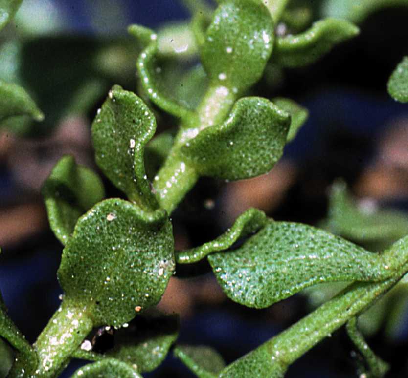 Ericameria cuneata punctate lvs 8667 CA