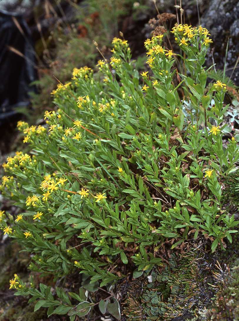  Ericameria greenei 7178 OR