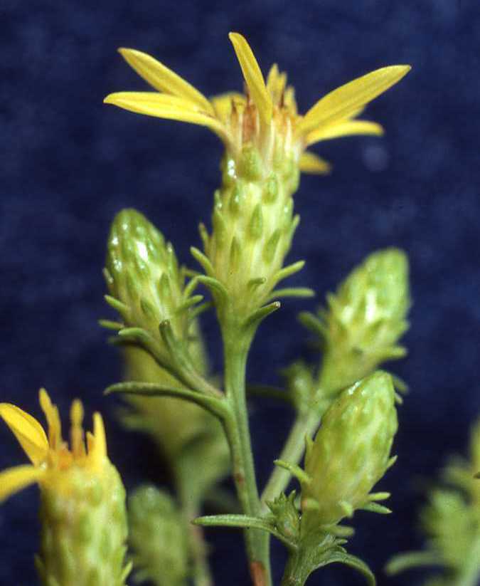 Ericameria greenei heads 7107 WA