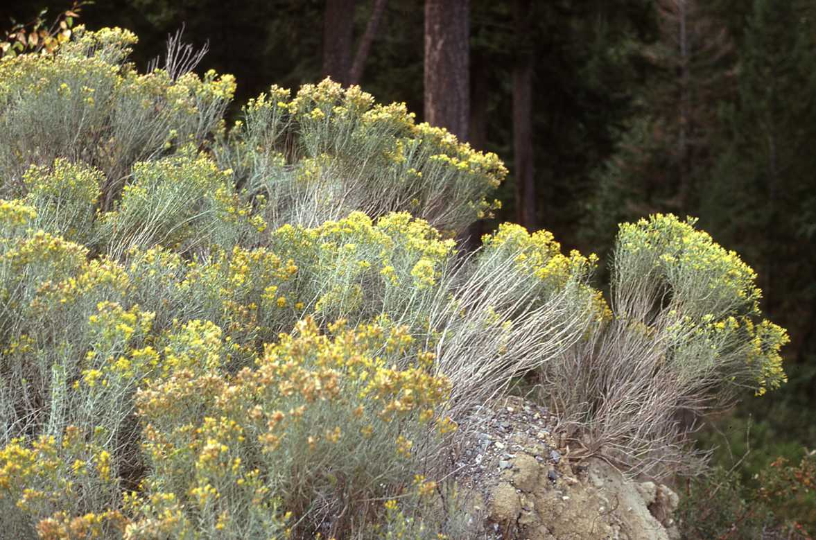 Ericameria nauseosa ssp albicaulis 4356 BC