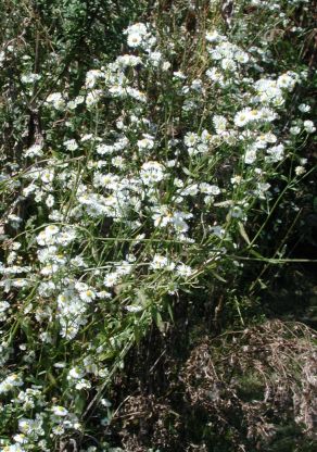 Erigeron annuus; habit, Ontario