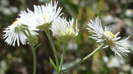 Erigeron annuus; heads, Ontario