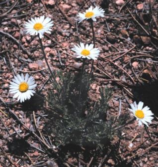 Erigeron compositus; Wyoming