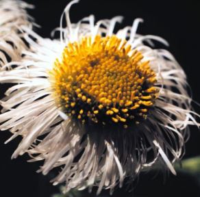 Erigeron philadelphicus; Missouri