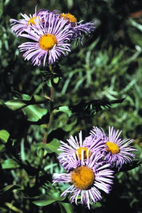 Erigeron subtrinervis; New Mexico
