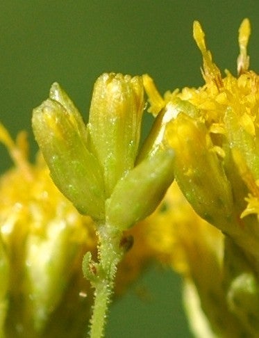 Euthamia graminifolia heads