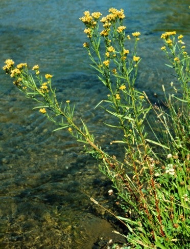 Euthamia occidentalis habit