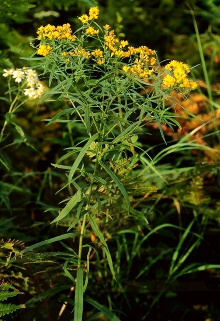 Euthamia graminifolia