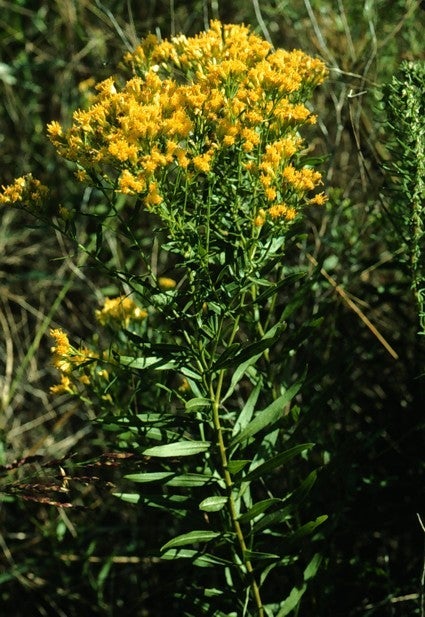 Euthamia gymnospermoides
