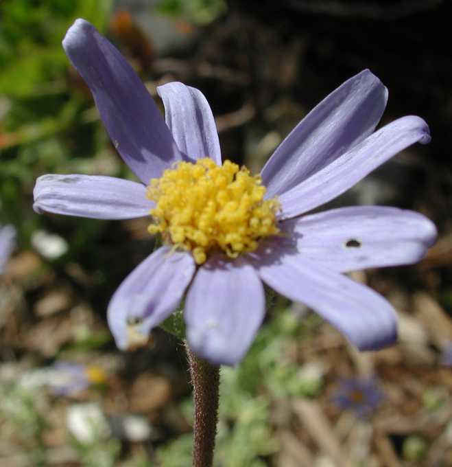 Felicia amelloides -variegated