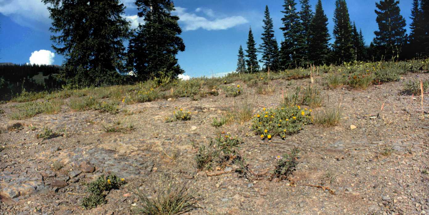 Heterotheca pumila habitat Kebler Pass CO K Shea