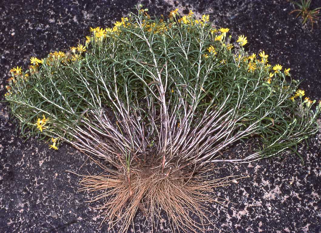 Pityopsis falcata Cape Cod 1978 roots