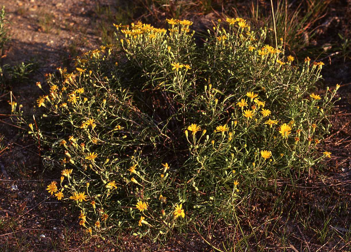 Pityopsis falcata, Cape Cod, Barnstable Co., Massachusetts