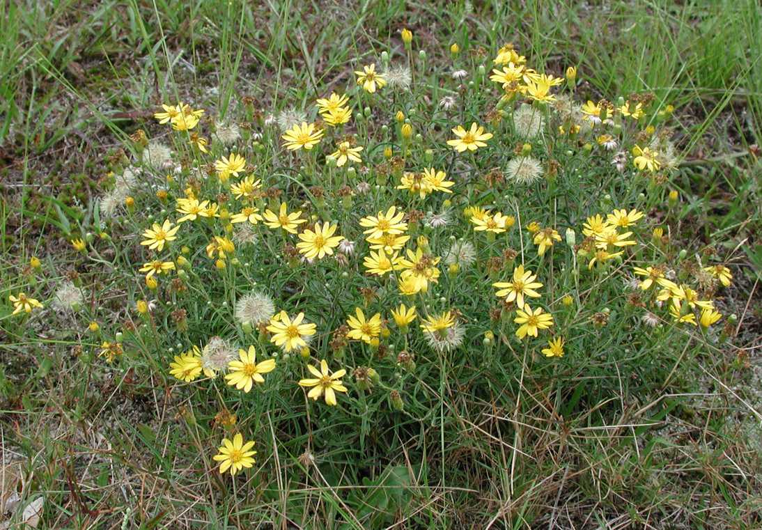  Pityopsis falcata MA