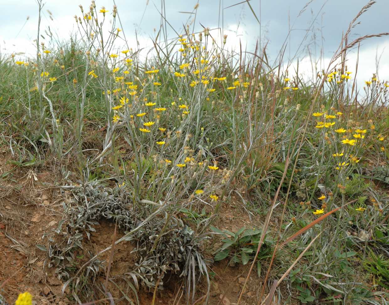 Pityopsis graminifolia var. latifolia, disturbed soil habitat, Tennessee