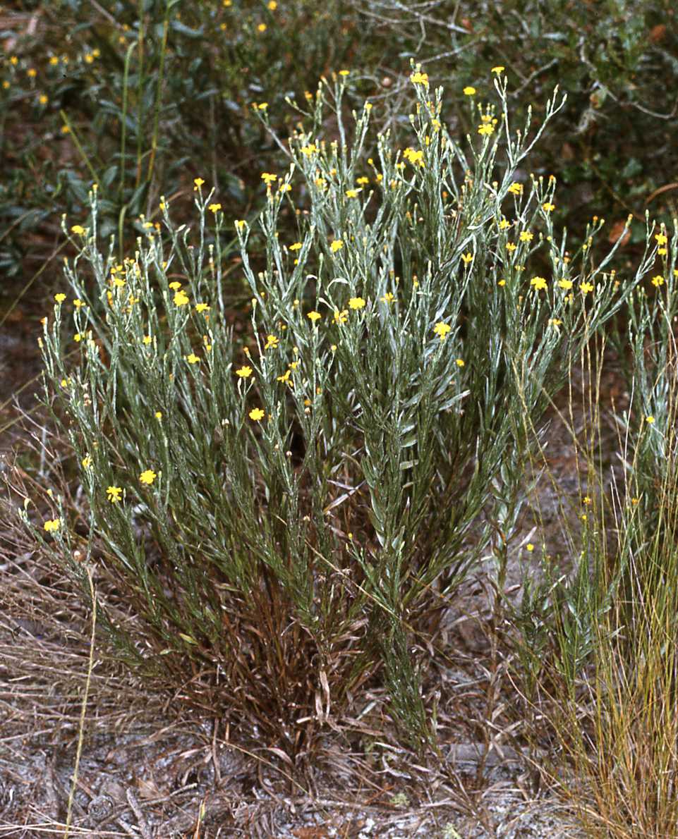 Pityopsis graminifolia tenuifolia S2501 FL