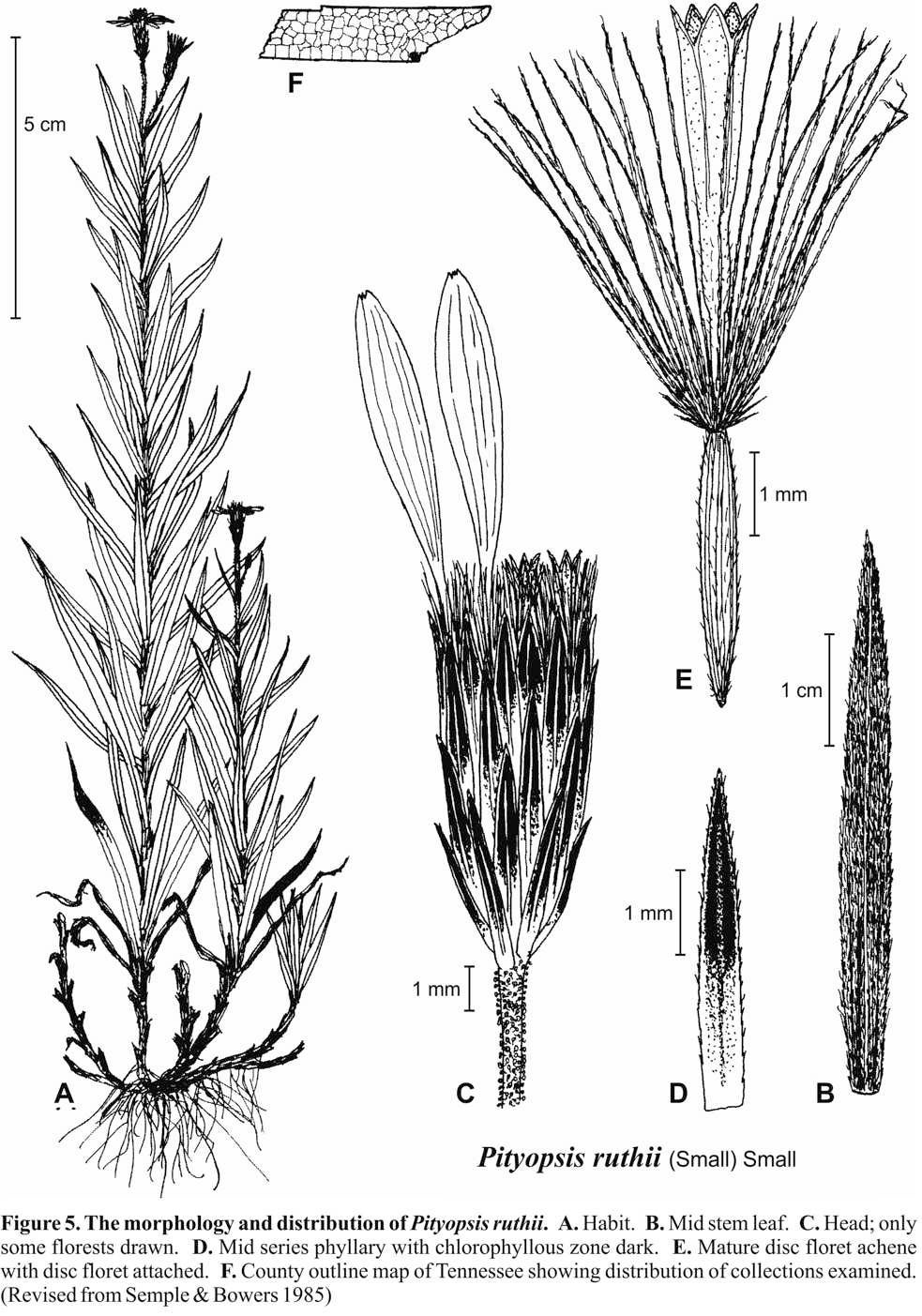 Pityopsis ruthii Fig 5 Semple & Bowers 1985