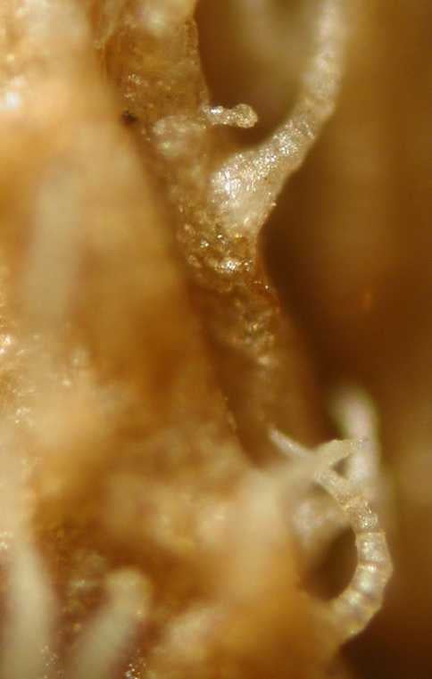 Solidago argentinensis, peduncle hairs and glands, Argentina