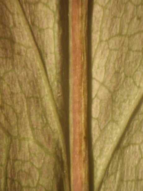 Solidago arguta var. caroliniana, basal leaf abaxial vein, North Carolina