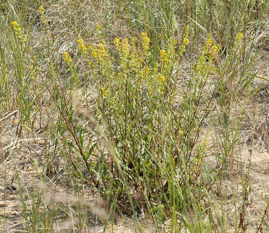 Solidago gillmanii 11841 MI