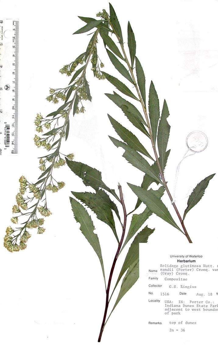  Solidago gillmanii Ringius 1516 IN