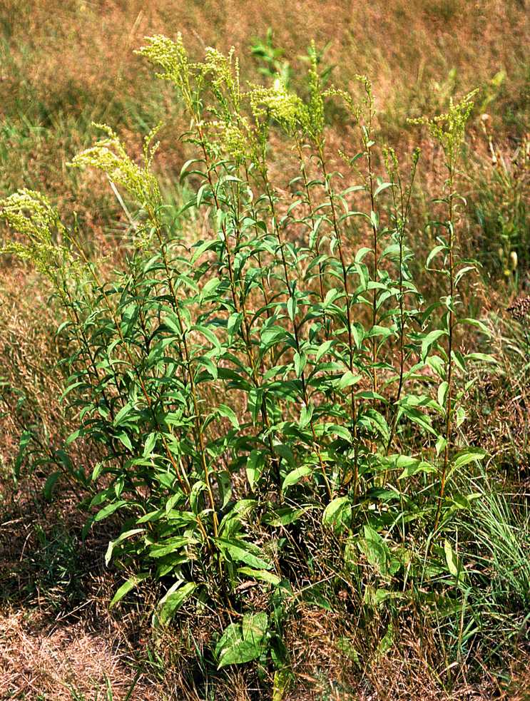 Solidago juncea, Waterford, Connecticut