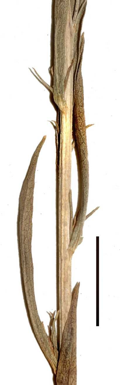 Solidago argentinensis, upper stem and leaves, holotype LP, Argentina