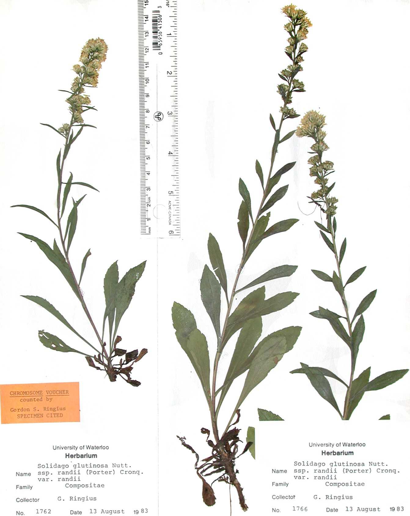 Solidago randii Ringius 1762_1766 WAT