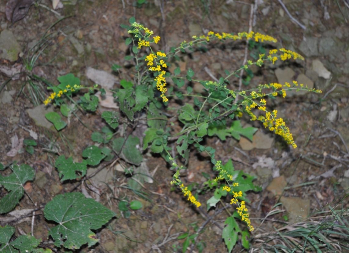 Solidago sphacelata, Kentucky