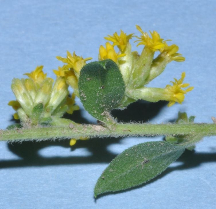 Solidago sphacelata heads