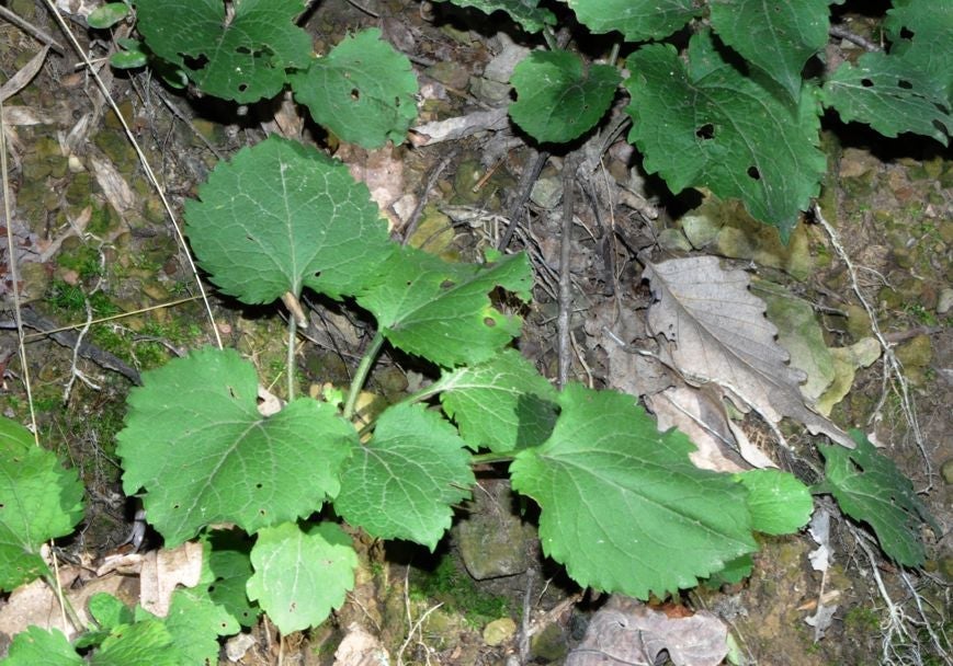 Solidago sphacelata rosette leaves