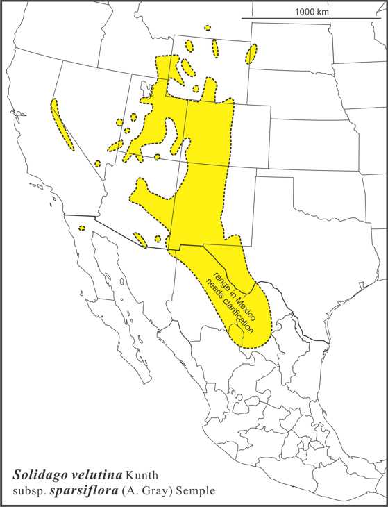 Solidago velutina sparsiflora range Semple draft