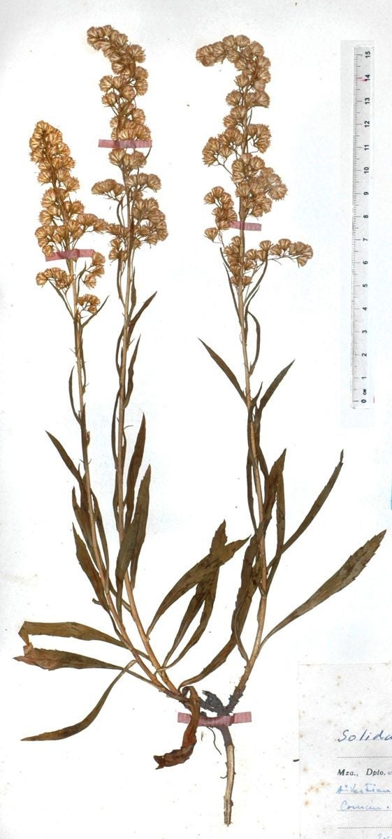 1-Solidago argentinensis, Holotype LP, western Argentina, South America